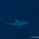 Isié-2014-05-Carcharhinus-amblyrhyncos